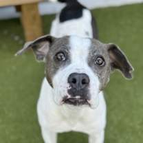 Thumbnail photo of Nevio #3