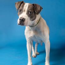 Thumbnail photo of Nevio #4