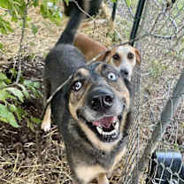 Thumbnail photo of Skye #1