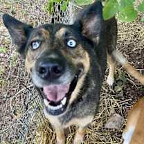 Thumbnail photo of Skye #3