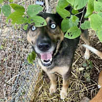 Thumbnail photo of Skye #2