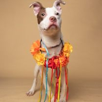 Thumbnail photo of Sangria #1