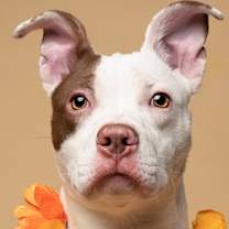 Thumbnail photo of Sangria #3