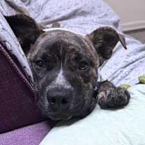 Thumbnail photo of Yogi Dogi #1