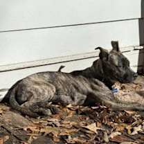 Thumbnail photo of Yogi Dogi #4