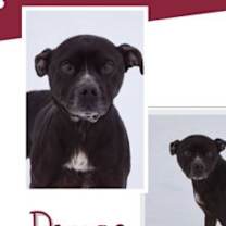 Thumbnail photo of Bruce #1