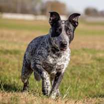 Thumbnail photo of Artemis 1/Tick #1