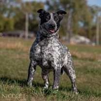 Thumbnail photo of Artemis 1/Tick #3