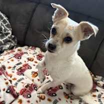 Thumbnail photo of Monty #1