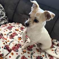 Thumbnail photo of Monty #2