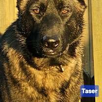 Thumbnail photo of Tazer #2