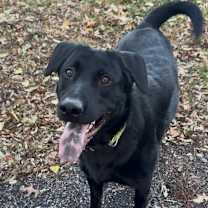 Thumbnail photo of Cosmo #4