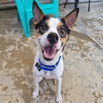 Thumbnail photo of Barley #1