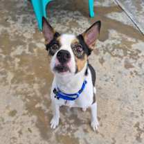 Thumbnail photo of Barley #2