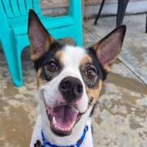 Thumbnail photo of Barley #3