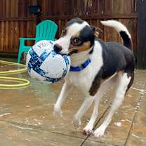 Thumbnail photo of Barley #4