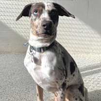 Thumbnail photo of Brawler #4