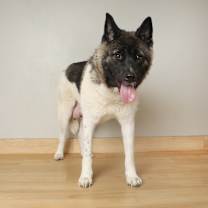 Thumbnail photo of Kita D66908 #4