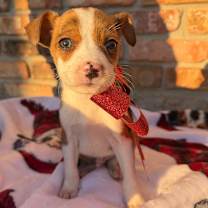 Thumbnail photo of Peppermint #1