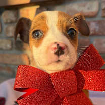 Thumbnail photo of Peppermint #2