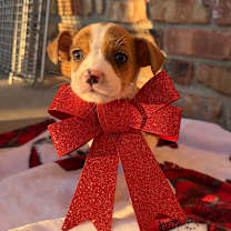 Thumbnail photo of Peppermint #3