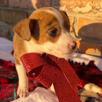 Thumbnail photo of Peppermint #4