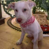 Thumbnail photo of Woodstock  #1