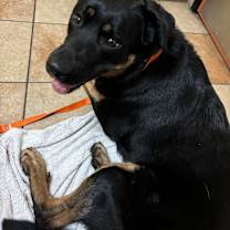 Thumbnail photo of Athena #2