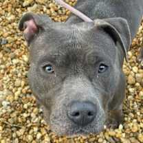 Thumbnail photo of Bell #2