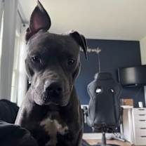 Thumbnail photo of Bell #4