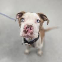 Thumbnail photo of Four Loko #1