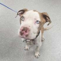 Thumbnail photo of Four Loko #3