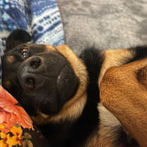 Thumbnail photo of Athena #4