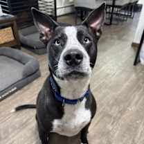 Thumbnail photo of Goliath #1