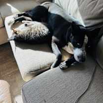 Thumbnail photo of Goliath #4