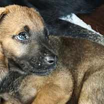 Thumbnail photo of Denali #2