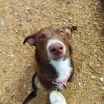 Thumbnail photo of Tiramisu  #2