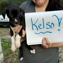 Thumbnail photo of Kelso #1