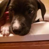 Thumbnail photo of Kelso #2