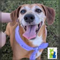 Thumbnail photo of Sugar (Was Norma) #2