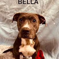 Thumbnail photo of BELLA #1