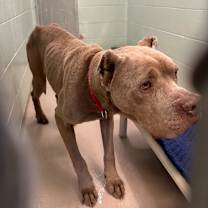 Thumbnail photo of Nova #4