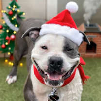 Thumbnail photo of Fat Frankie #1