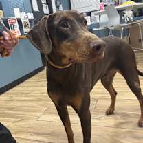 Thumbnail photo of Crowley  #1