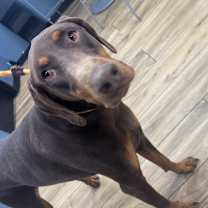 Thumbnail photo of Crowley  #2