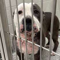 Thumbnail photo of Fat Frankie #2