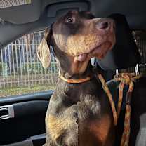 Thumbnail photo of Crowley  #3