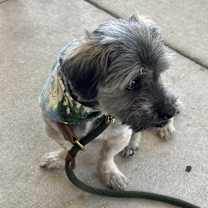 Thumbnail photo of Poncho #1