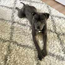 Thumbnail photo of Bell #3