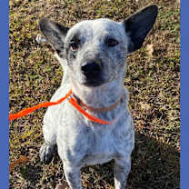 Thumbnail photo of Dog Kennel #16 Charlie #1